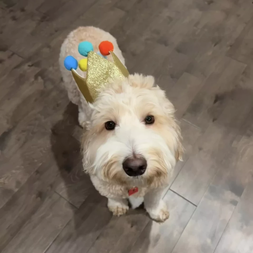 Adorable dog wearing a small golden crown with colorful pom-poms, looking up.